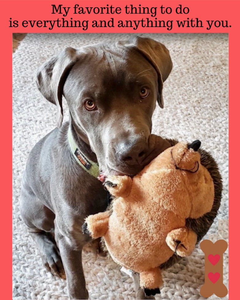 Photo: Northern California Weimaraner Rescue.  Isn't this a cute adoption photo of Habibi from 2020?