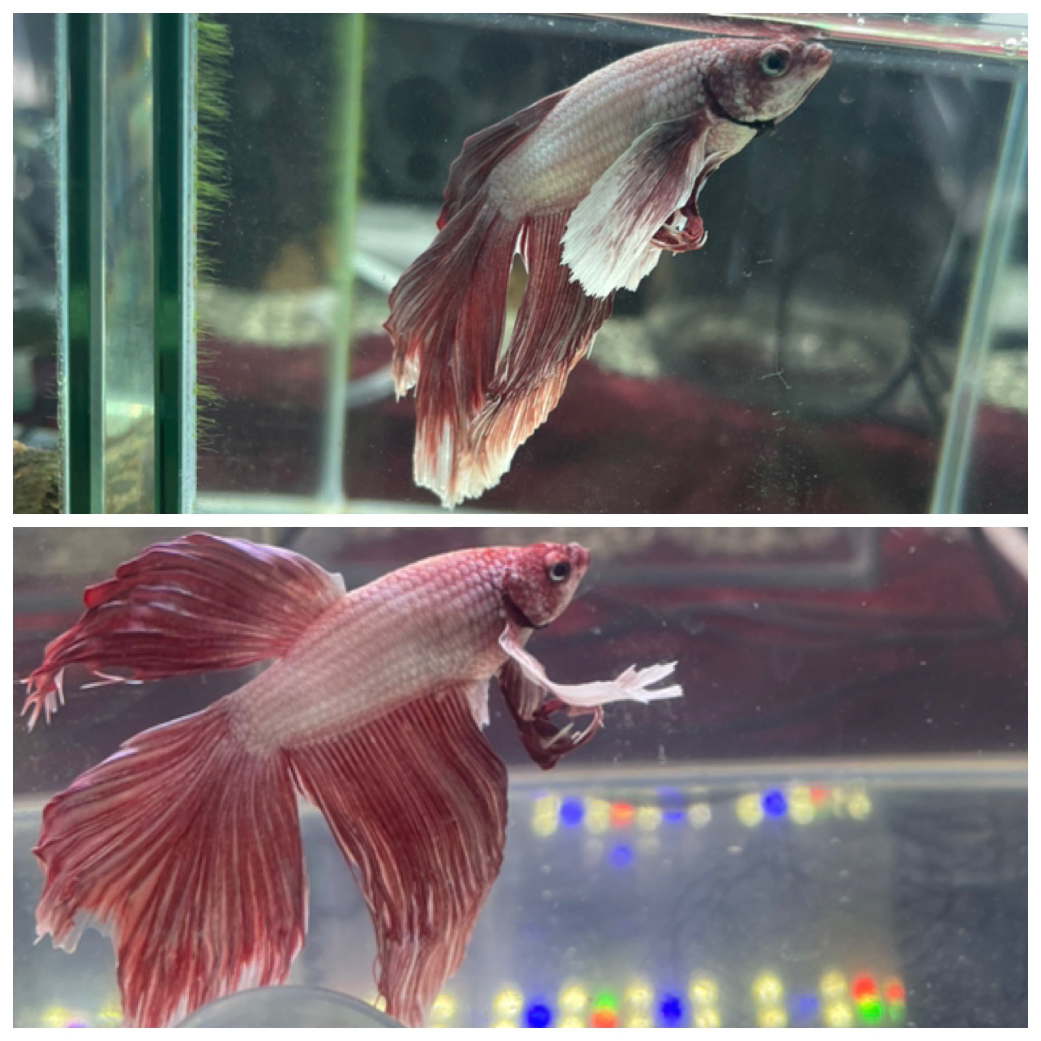 See Iimoriconductor S Tweet Twitter