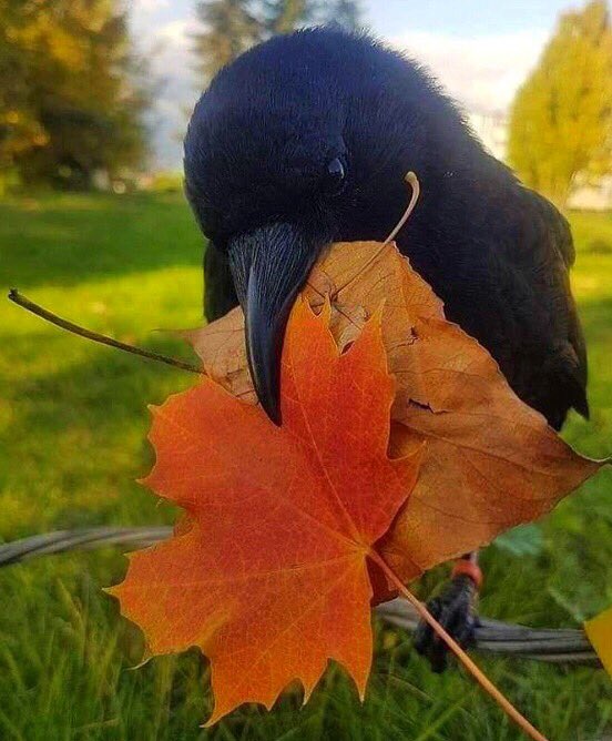 Happy and blessed Tuesday wished to all #MyTwitterFamily!!🧡🌟🍂🍀
Peace and love, Tina☘️☮️🧡🌟

#HappyTuesday 
#LastDayOfSummer🌞