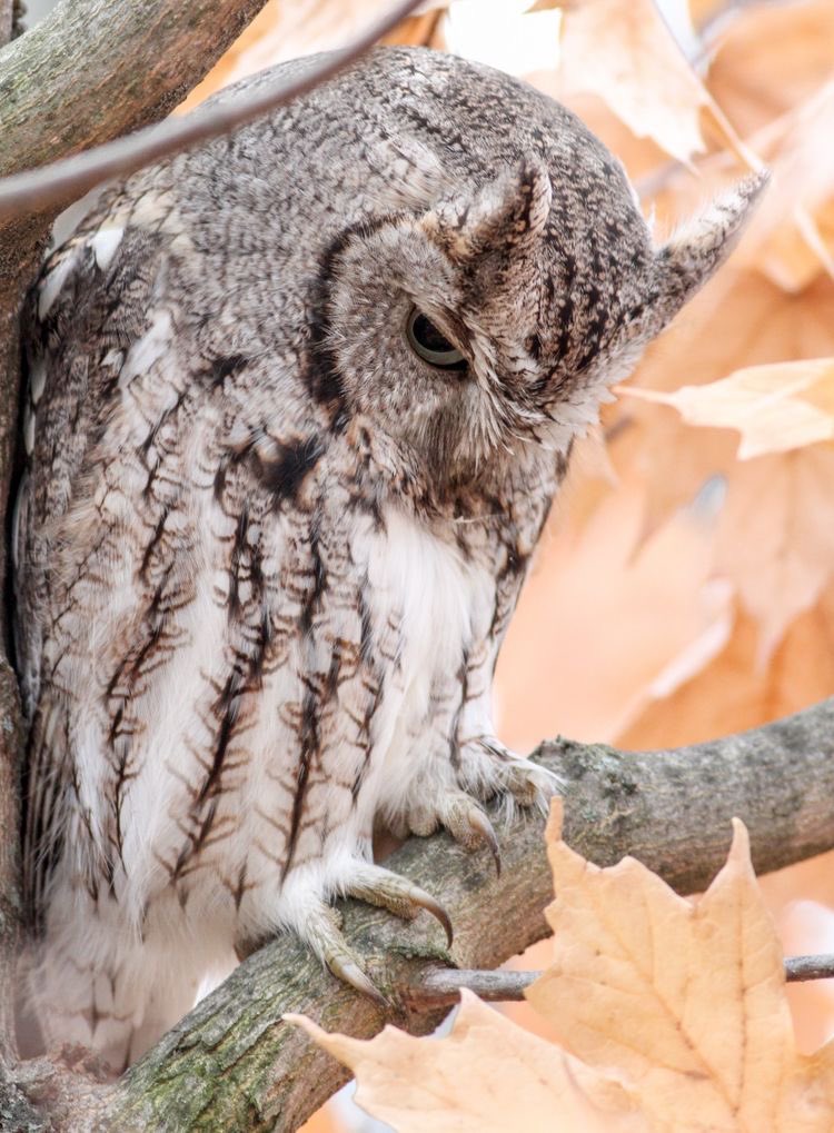 alinaeurus's tweet image. Совушка утомилась. Совушке нужен отпуск. Escape нужен. А то как-то всё не знаю.