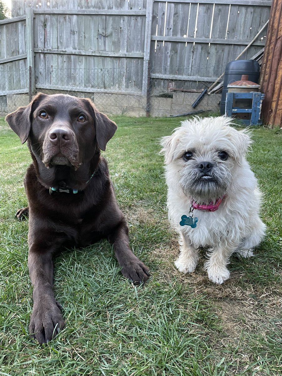 Chocolate Lab Diesel will be 4 tomorrow ❤️ and new addition 3 weeks ago, is 1 year old rescue pug x shih tzu Rosie ❤️