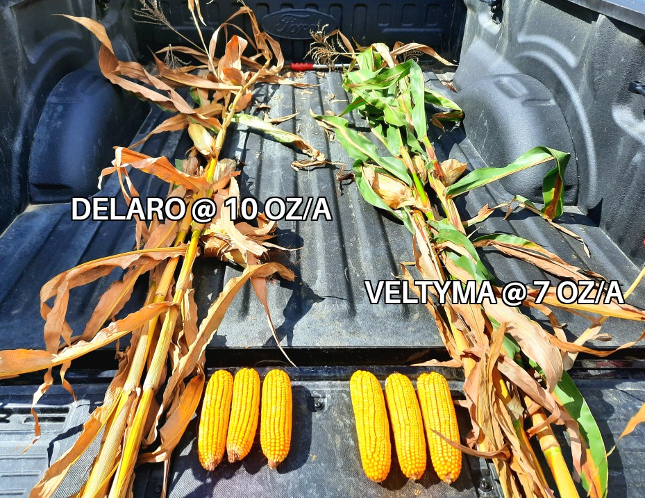 Can't hardly remember the last time we harvested grain corn before even starting on soybeans.  Tar spot fungicide control really separating now.  #tarspot #veltyma