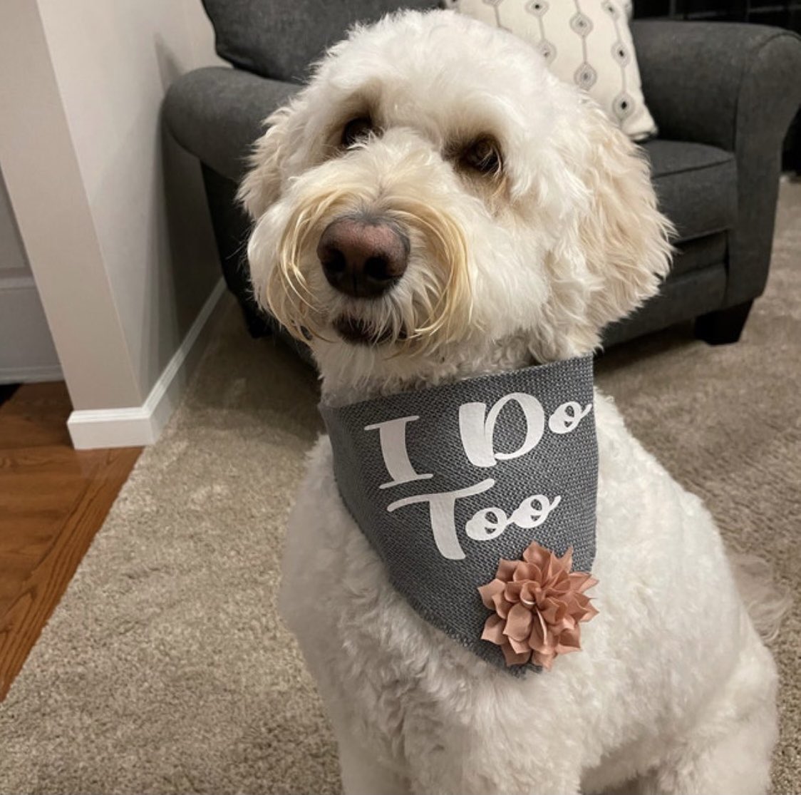 HelloHazelCo's tweet image. What a sweet angel, these colors were made for this pup 🌸💕 I live for review pictures, it’s the best perk of having a dog-related business that no one mentions! 🥰

#dogs #dogsofinstagram #dogaccessories #dogbandana #weddingshopping #hellohazelcoshop #smallbusiness