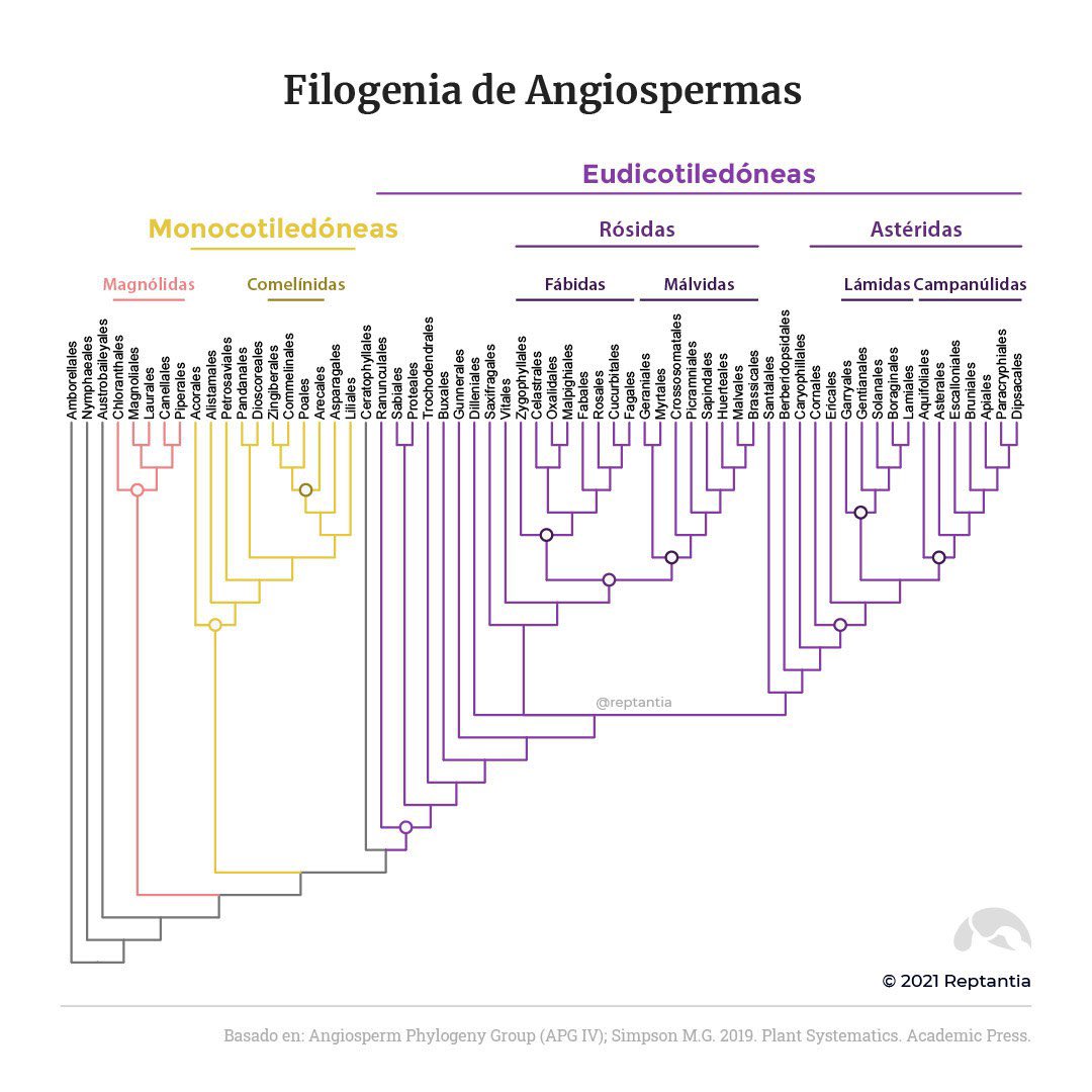 Filogenia de Angiospermas. #filogenia #filogenética #botánica #angiospermas, image size:1080x1080
