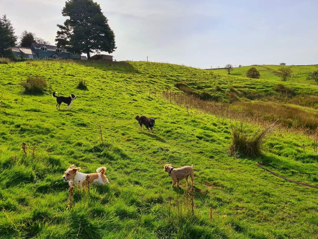 MillieandGriff's tweet image. Doggy daycare, more like doggy heaven 🐾🌳 #dogheaven #DogsofTwitter