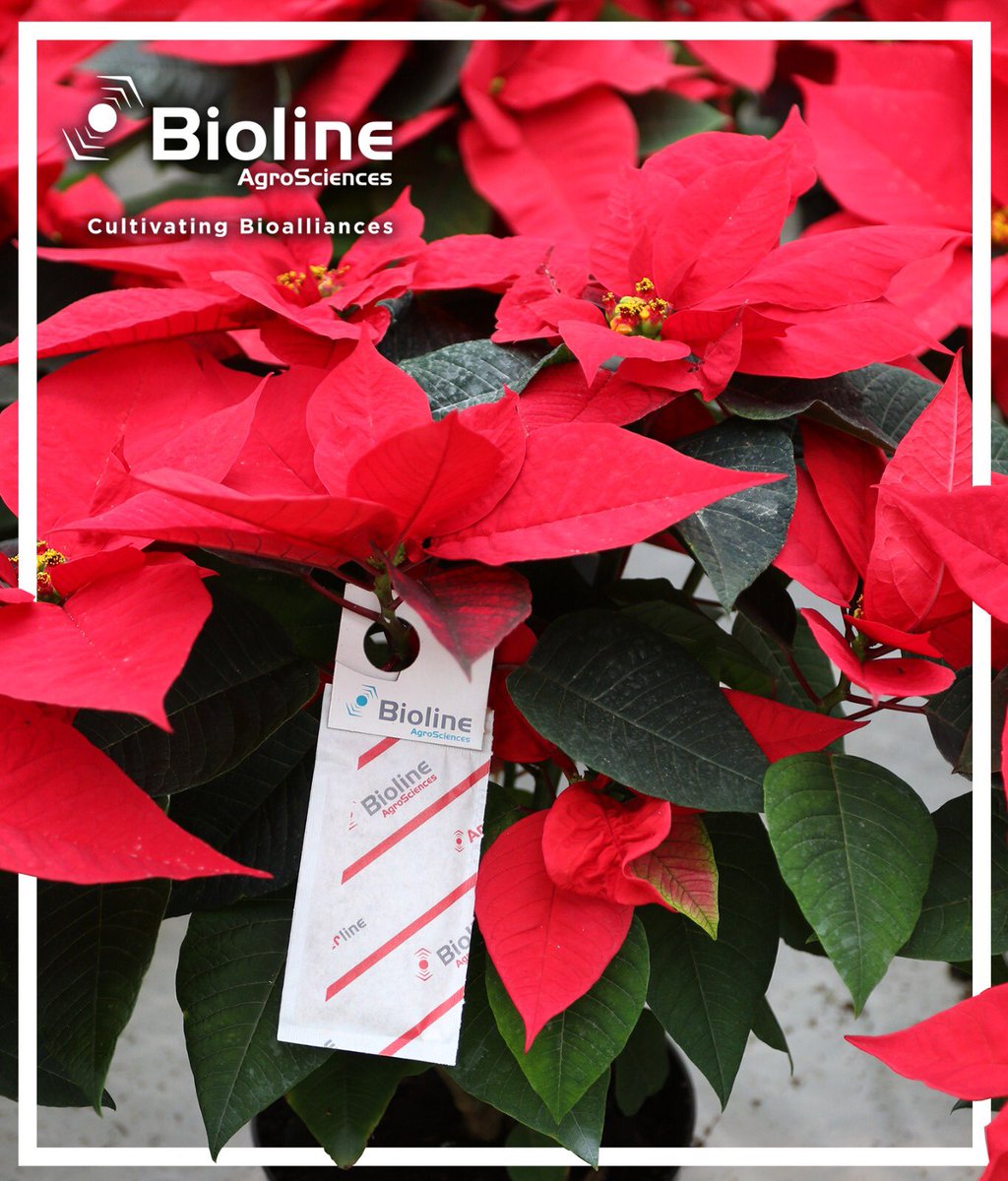 BiolineAgScNA's tweet photo. 😌 Whether you are growing #poinsettias #Berries or any other crops, #Anderline by #Bioline will prevent #spidermites and #russetmites in your plants. Our #andersoni is 🌿fresh, 💪strong, 🍴hungry, and 🌎locally produced! https://t.co/AwBnfgM8Nn