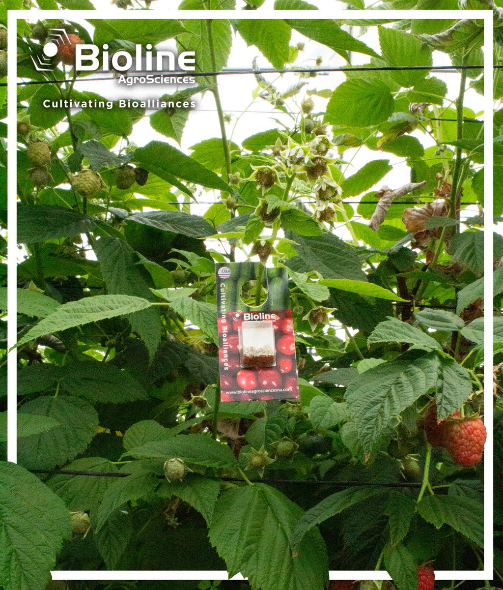 BiolineAgScNA's tweet photo. 😌 Whether you are growing #poinsettias #Berries or any other crops, #Anderline by #Bioline will prevent #spidermites and #russetmites in your plants. Our #andersoni is 🌿fresh, 💪strong, 🍴hungry, and 🌎locally produced! https://t.co/AwBnfgM8Nn