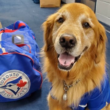 犬が野球のマウンドに 乱入 試合中断で Sorry 嬉しそうに駆け回る姿にほっこり ハフポスト News