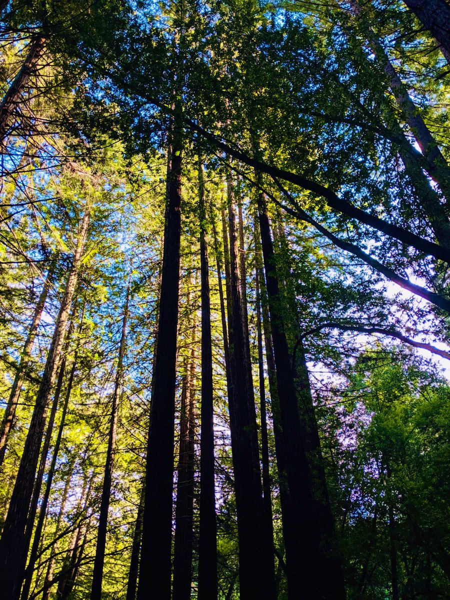 The giant sky-scraping redwoods of California on the last day of Summer
#ThickTrunkTuesday #TwitterNatureCommunity #RedwoodTrees #NaturePhotography #naturelovers #BayArea #trees