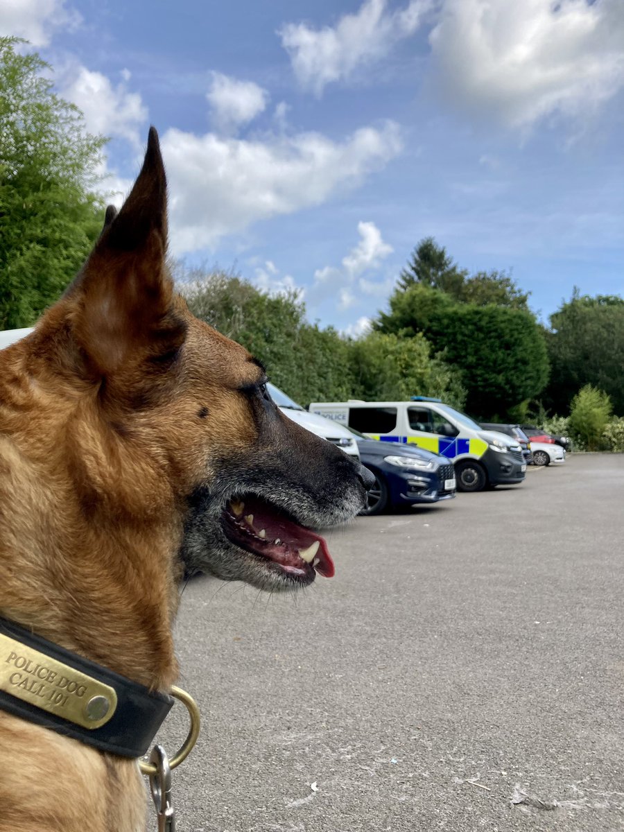 PD Didi surveying the scene (or sandwiches) during a break for lunch! #Warrants #SearchDogs