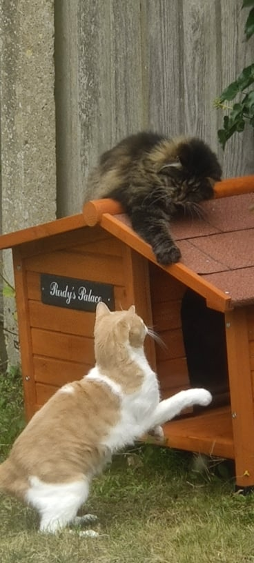 FortunesFelines's tweet photo. Hagrid is attempting to siege Purdy's Palace (even though he has his own Hagrid's House). Purdy put up a valiant defence and Hagrid was swiftly sent on his way #girlswinning #CatsofTwittter #cats @walphieplopflee https://t.co/bFQSDxvlFx