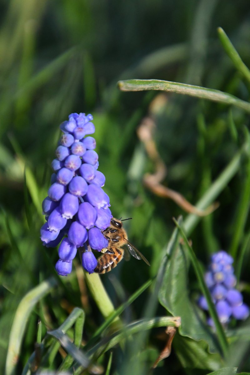 Pour continuer sur la série des #bulbes à planter en ce moment en balconières ou dans le jardin, retrouvez le Muscari ! Plante #mellifère précoce, il est une source de pollen et de nectar précieuse pour les #pollinisateurs en début de saison 🐝🦋