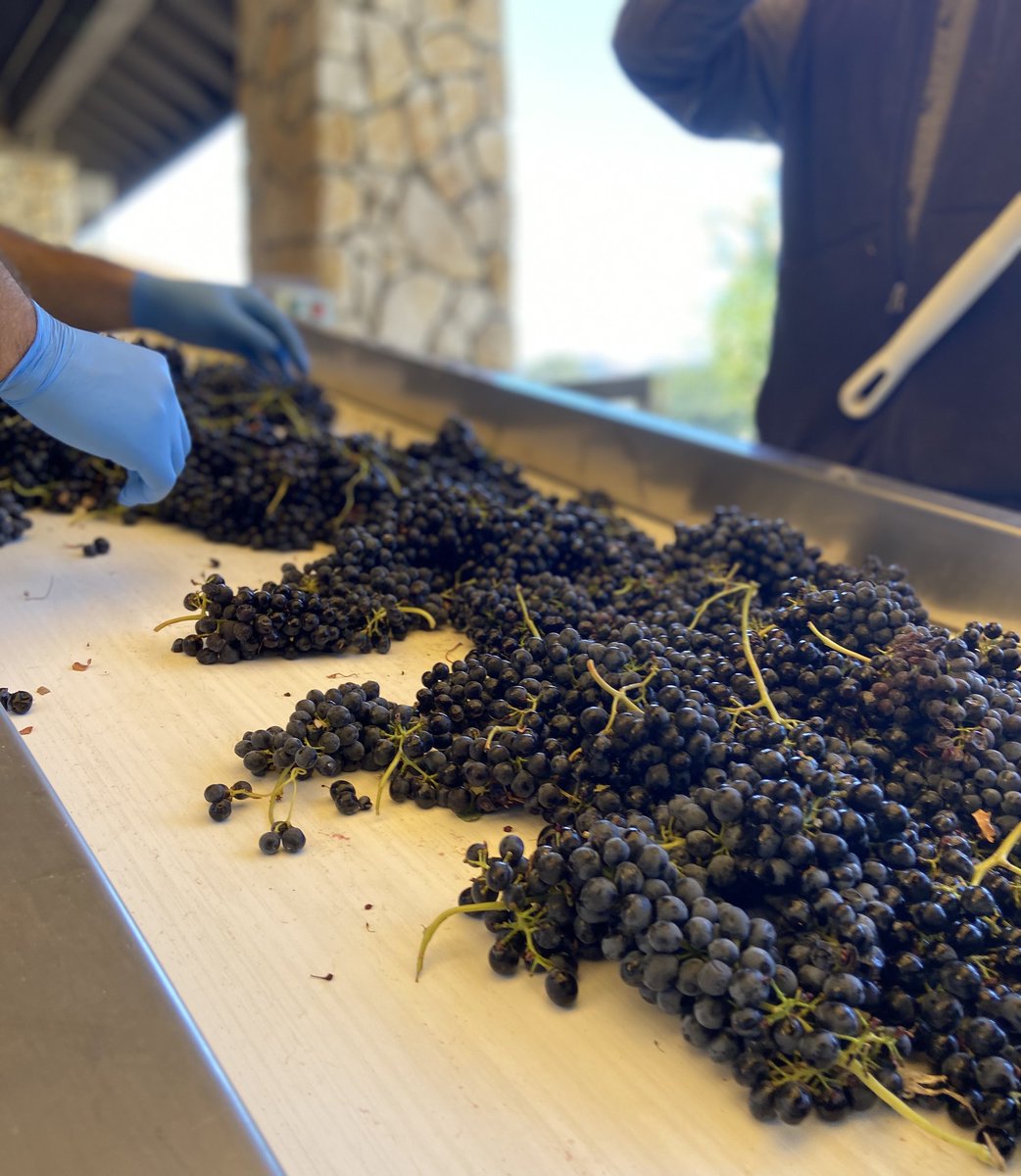 Sorting out the best just for you. Our harvest team works diligently to ensure every grape that goes into the #2021Vintage is exceptional. 🍇 #Harvest2021