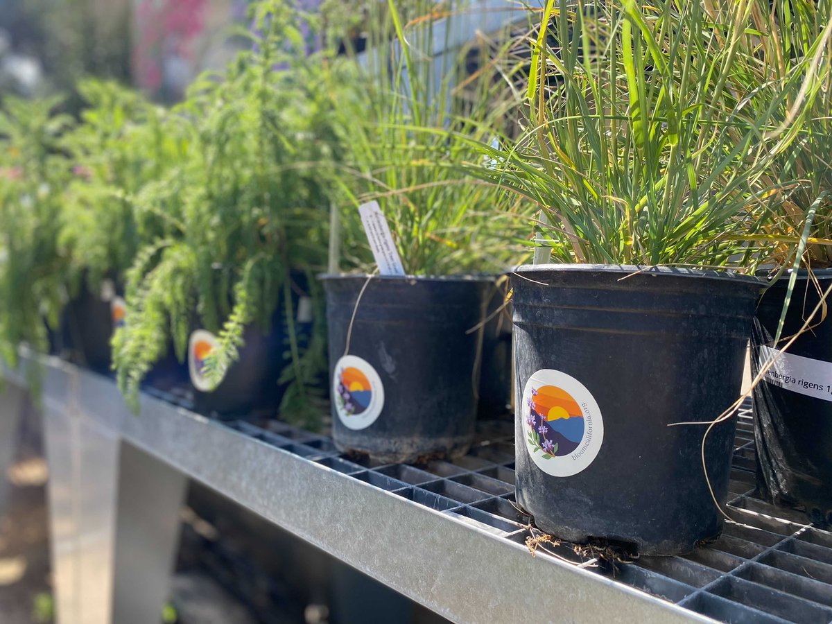 loacom_'s tweet photo. LOA spent the afternoon with our partner @CNPS at @sbbotanicgarden for a #BloomCalifornia video shoot. ‘Bloom! California’ is a project we’ve been working on since spring that debuts to the world October 1.
Want in on the fun? Learn more at https://t.co/1WojByodL8 https://t.co/mXpccLqSQh