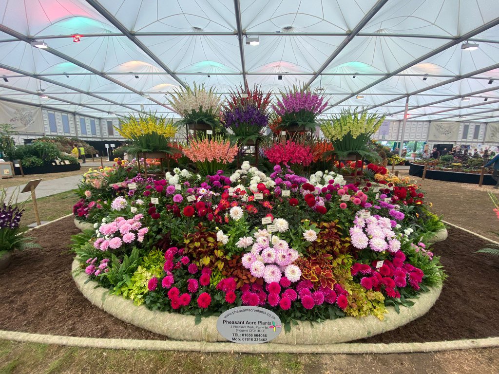 Very pleased with our Gold medal at #rhschelseaflowershow 🏅 The timing of this years show means we’re able to display our range of Dahlias alongside our award winning Gladioli 💐