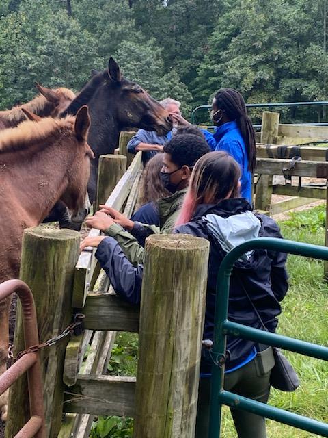 Thanks to funding from #FSUrbanConnections a young adult Student Conservation Association crew from Chicago are spending the week experiencing the Hoosier National Forest. The highlight of the day was meeting the mule team that assists us with our work in the Deam Wilderness!