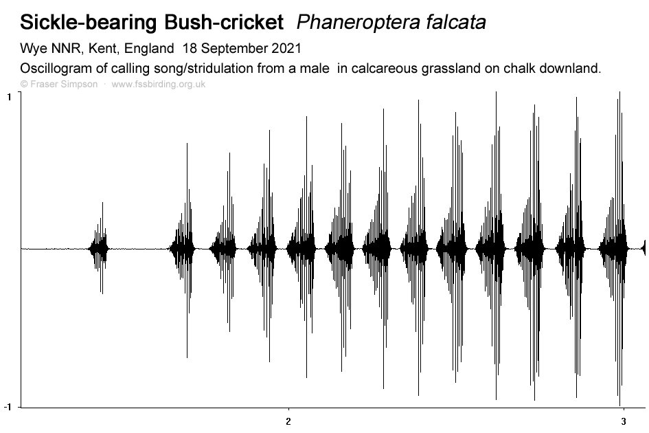 Fraser Simpson (@fssbirding) on Twitter photo Some sound recordings of a stridulating Sickle-bearing Bush-cricket (Phaneroptera falcata) from Wye NNR in Kent uploaded:
fssbirding.org.uk/sicklebearingb…
It's not a loud sound so turn up the volume... #Orthoptera <a href="/GrasshopperSpot/">Grasshoppers & Related Species Recording Scheme</a> Some sound recordings of a stridulating Sickle-bearing Bush-cricket (Phaneroptera falcata) from Wye NNR in Kent uploaded:
fssbirding.org.uk/sicklebearingb…
It's not a loud sound so turn up the volume... #Orthoptera <a href="/GrasshopperSpot/">Grasshoppers & Related Species Recording Scheme</a>