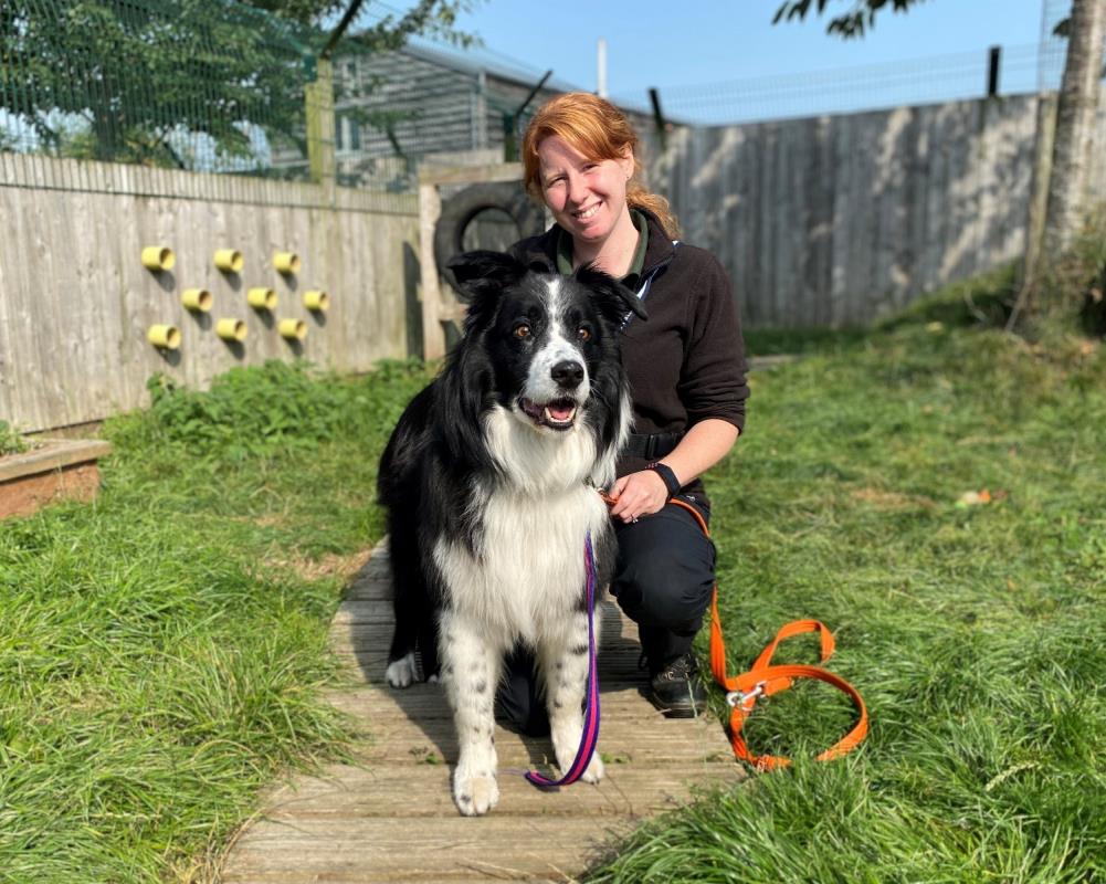 AdoptionsUk's tweet image. Please retweet to help Oscar find a home #LOUGHBOROUGH #England 
Sensitive Border Collie aged 8, active can walk out with other dogs but best as the only pet. Due to past experiences, looking for a female, adult home  

DETAILS or APPLY👇
dogstrust.org.uk/rehoming/dogs/…
#dogs #pets