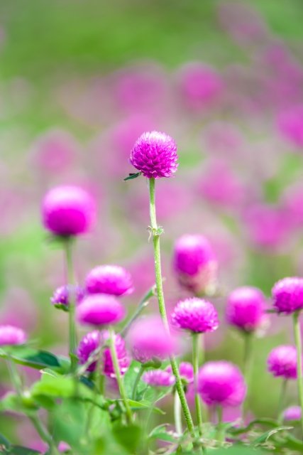 シークヮーサーの日 Twitter Search