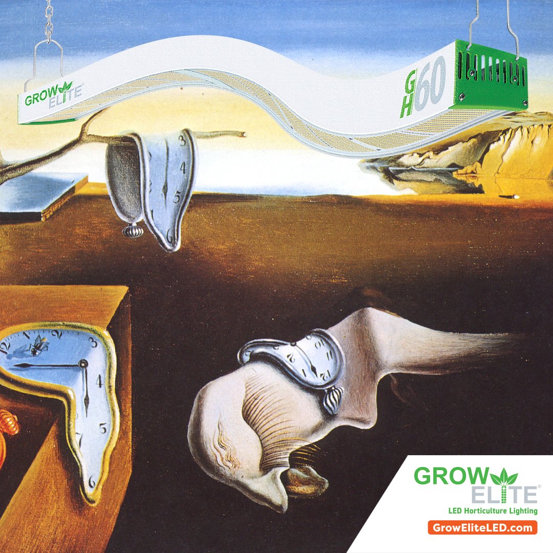 This is the first in @Grow Elite "The Art of Growing" series. A place where time can sometimes have no meaning...just like a grow room😂 What do you think?
#artofgrowing #dalitribute #growyourown #hydroponics #growlights