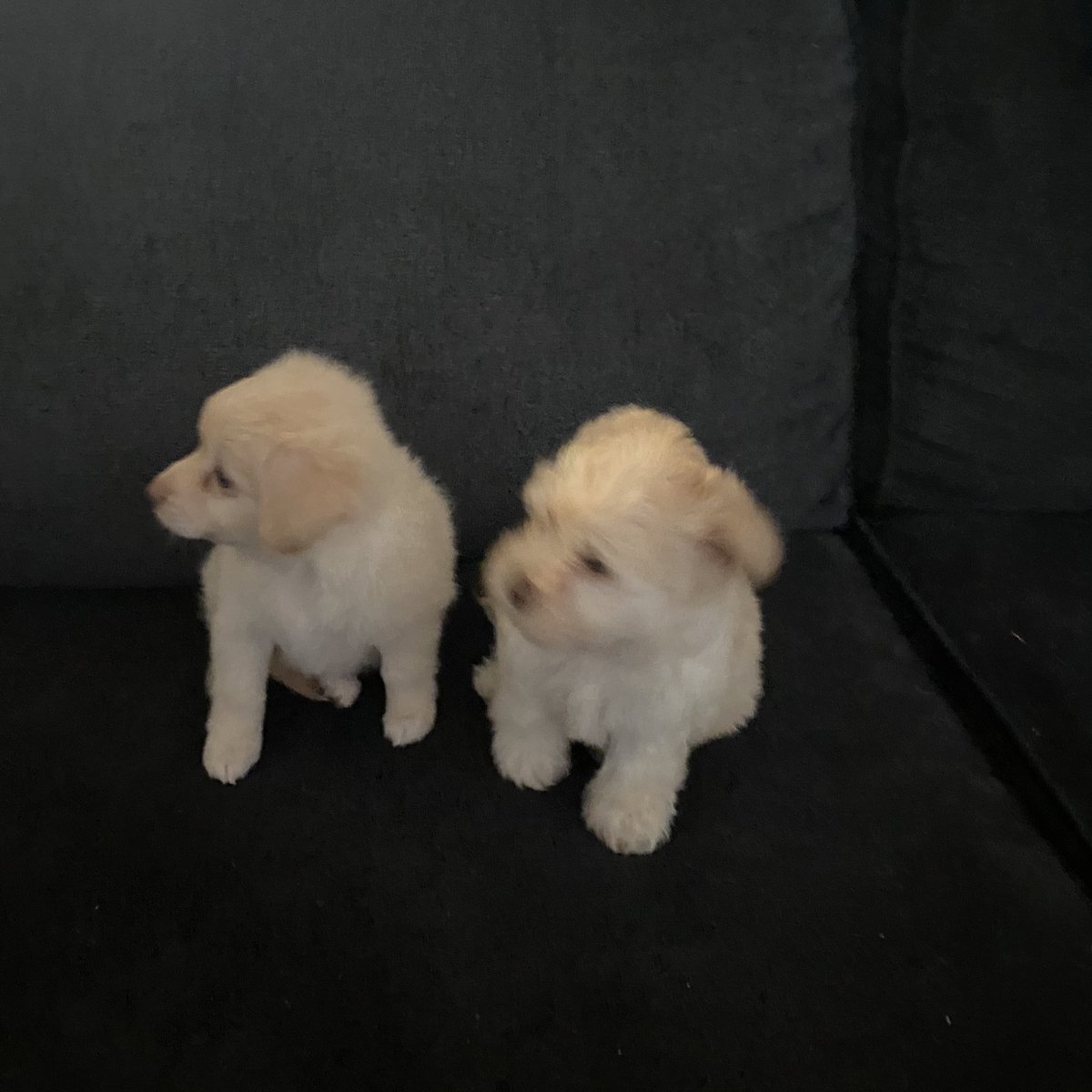 suckafreecece's tweet photo. 2 female poodle mix puppies looking for homes. Located in Eastside San Jose! 🤍🤍🤍 Asking for $200 each https://t.co/anVRpo3ycJ