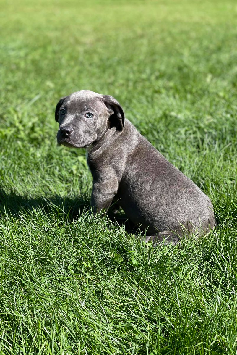 NorthernSky98's tweet photo. 🤩We're excited to be building a new website for #TKKennel to help them build their brand &amp; their business! It was great to spend some time getting to know more about them and the🐾#dogbreeding industry! 🥰And, who can resist #puppies? #Northwoods #pitbullterrier https://t.co/S44fZtsNA3