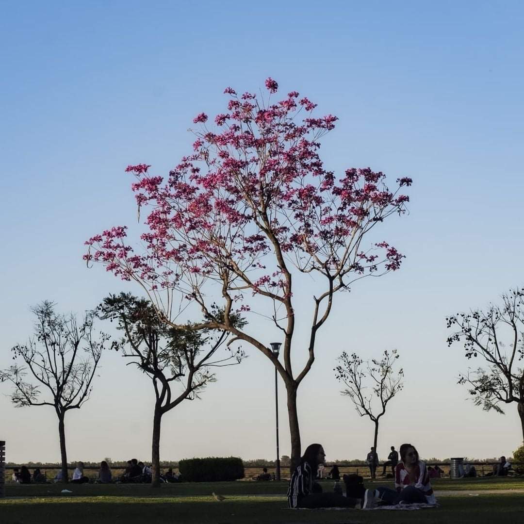 En primavera #Rosario se pone más linda todavía. 
¡Feliz primavera!