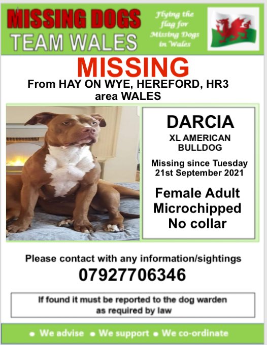 💥💥URGENT 💥💥 ♦️DARCIA, YOUNG FEMALE ADULT, XL AMERICAN BULLDOG IS MISSING FROM HAY-ON -WYE, HR3 area WALES. ♦️Tuesday 21st September 2021. ♦️MICROCHIPPED. 💥💥 She was last sighted heading towards HAY BLUFF MOUNTAIN area. 💥💥 #missingdogsteamwales