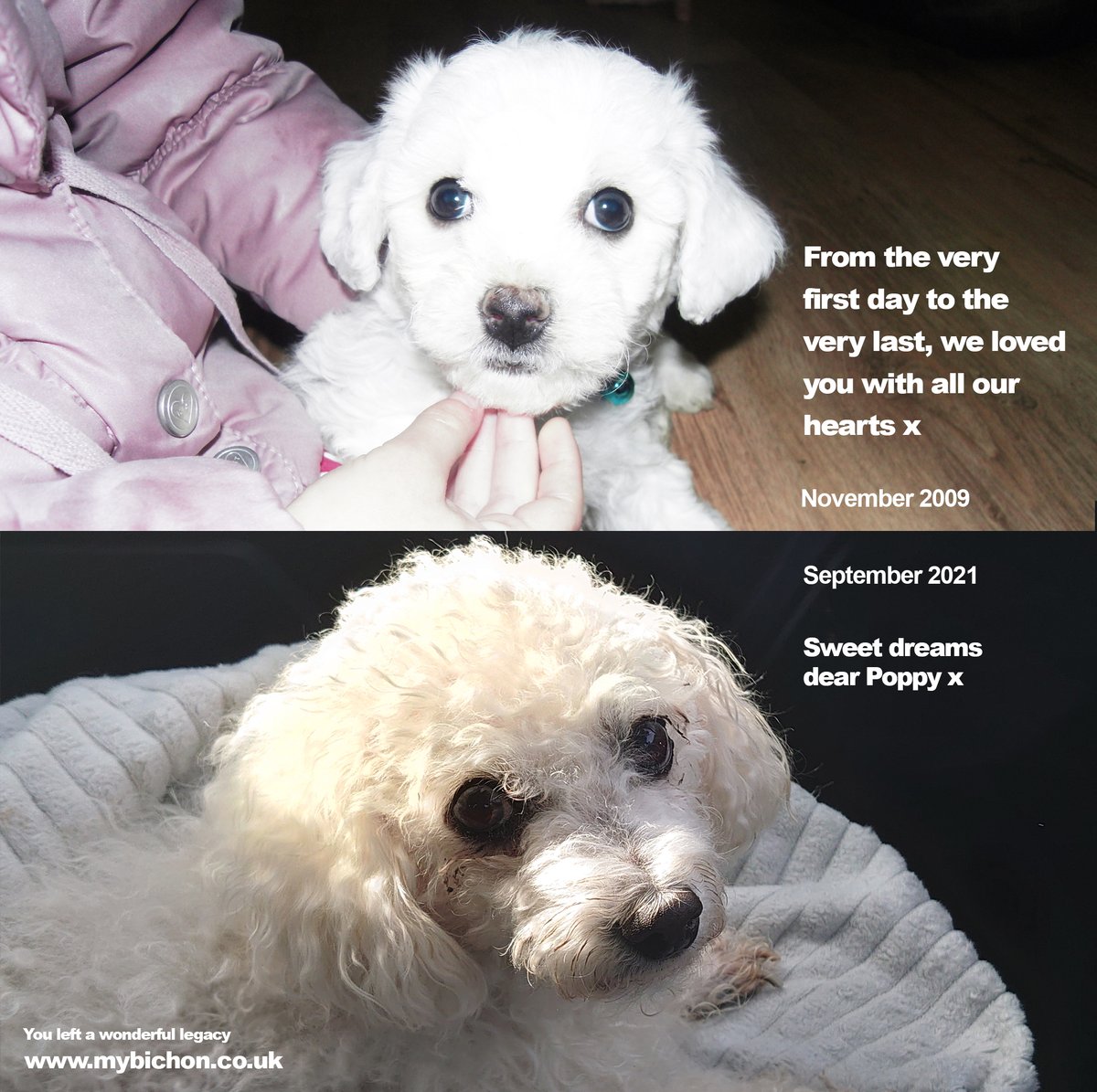 A beautiful dog with a wonderful legacy. Sweet dreams dear Poppy x