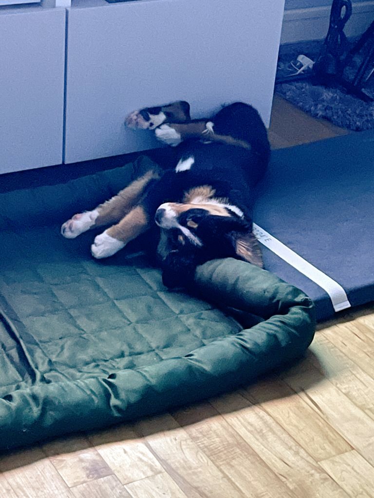 ButtonBernese's tweet image. Rough day😴😴😴😴 #bernesemountaindog