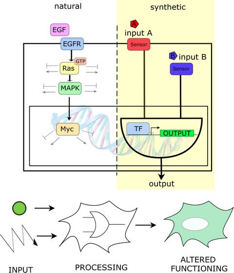 FEBSJournal's tweet image. 📔A Guide To...
A guide to the design of synthetic gene networks in mammalian cells

🔗buff.ly/3nQq2Iv

✒️By Roman Jerala and co-authors @kemijski 

#syntheticbiology #genenetworks #Booleanlogic #signalprocessing