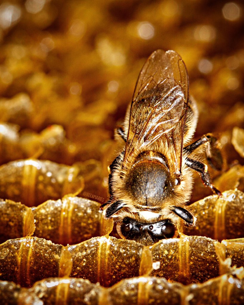 Where is all the honey?! #🐝 #beeapiaries
.
Canon EOS 7D, Canon EF-S 60mm f/2.8 Macro USM, f/9.0, 1/320 sec, 100 iso
.
#honeybee #naturepic #bee #wildlifephotography #wildlifeplanet #naturesbeauty #beekeeping #macrophoto #savethebees