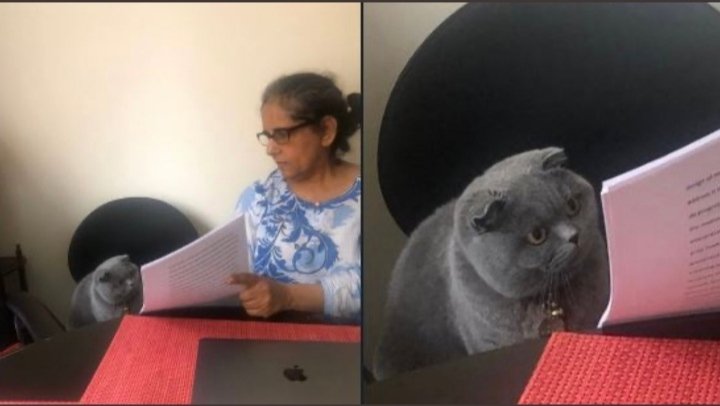 – ¿Cuáles son los animales más lentos del mundo?
– Los Perezosos.
– ¿Y entonces por qué pusiste que tus padres cuando le enseñas un meme?