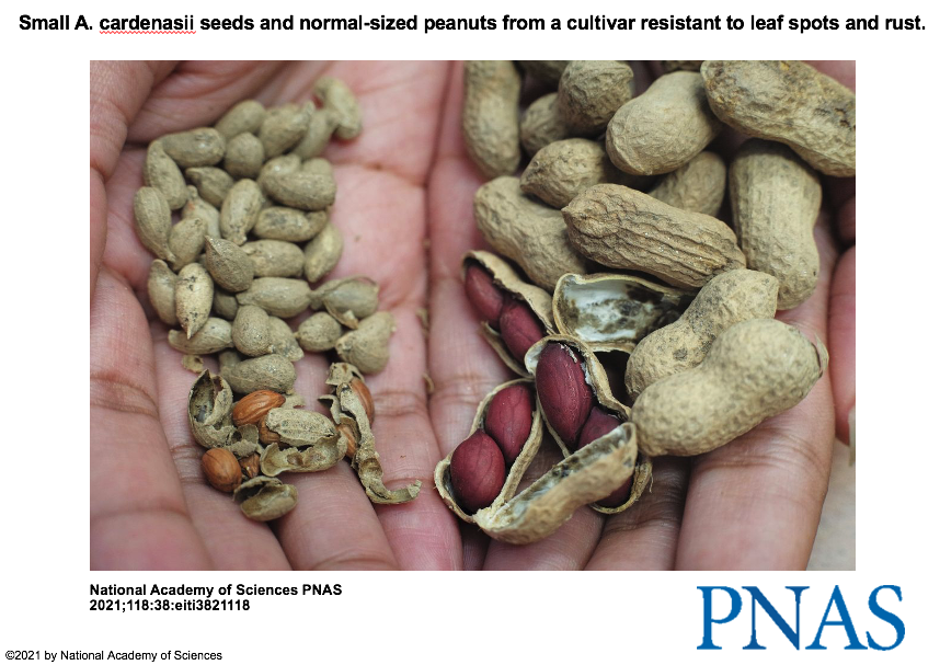 David Bertioli tweet media