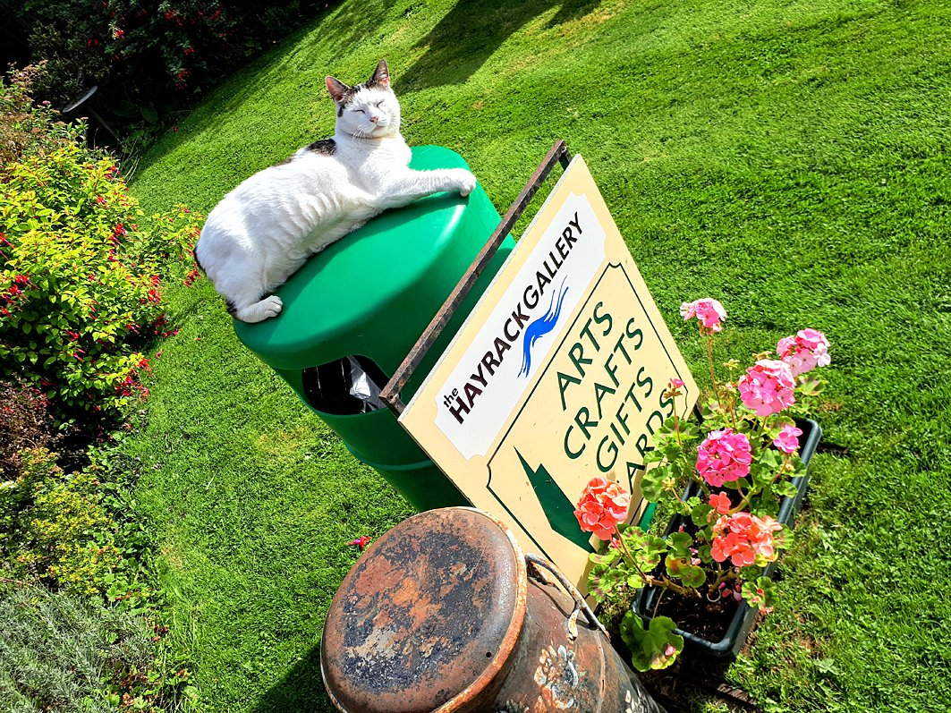 Somebody has been enjoying the sunny start to the week.
<a href="/OldDairyFarmNN7/">Old Dairy Farm NN7</a> #ShopLocal #catsatwork #odf35