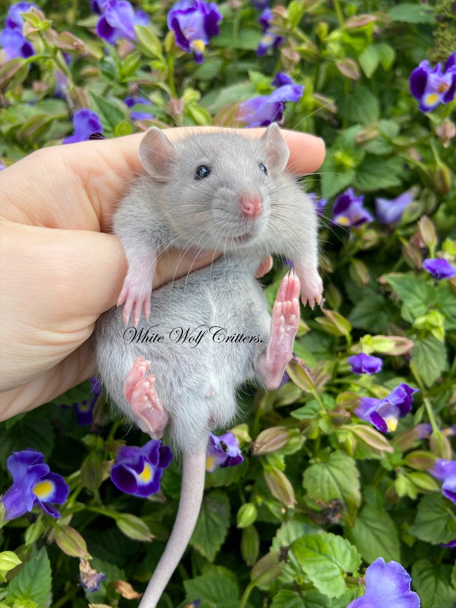 Been a while since I’ve posted here. How has everyone been? 🙂