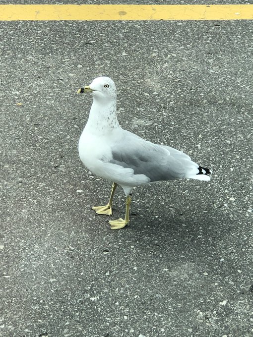 I genuinely have no idea how to get interactions on my tweets. So here's a seagull chilling at Walmart<a href="/tag/bird"class="tags"><span>#bird</span></a>