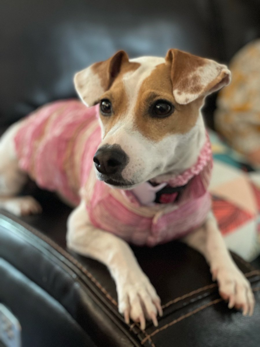 Cutest dog on the planet 🥰 #jackrussell #cutedog