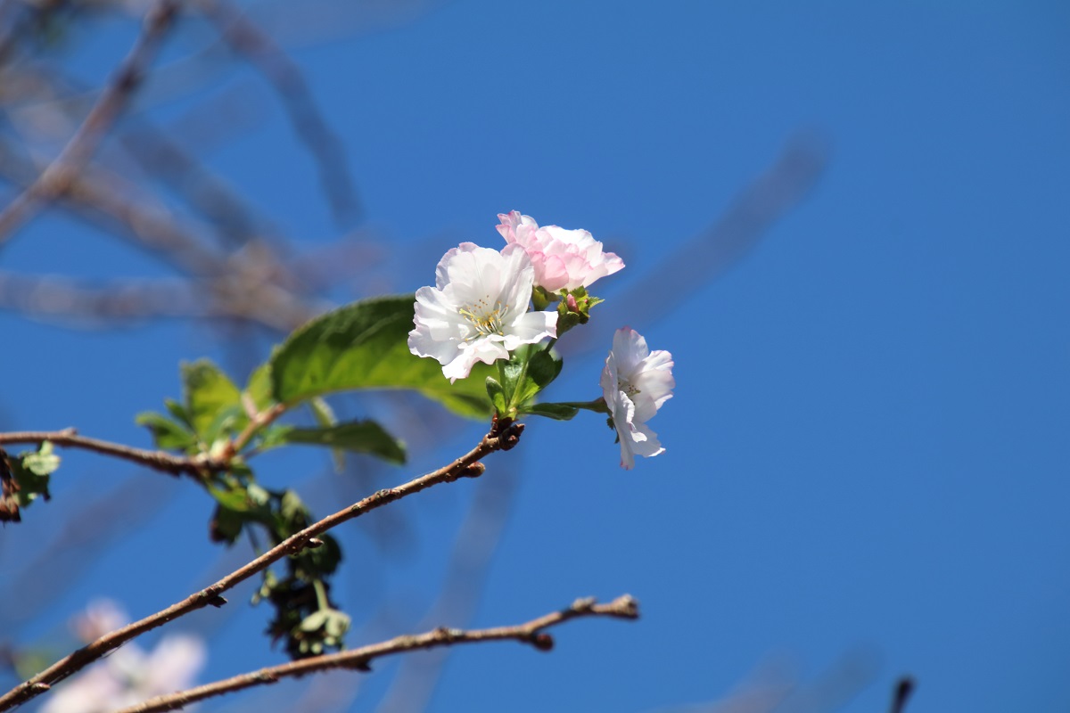 桜人アワー 桜をめでる人の時間 Sakurabitohour Twitter