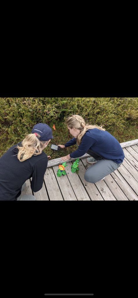 fanshawe_edu's tweet image. Some great behind the scenes shots involving new technology to reach and teach our audience along with some good old reliable discoveries! #multipleclasses #microsoftteams #dragonflynymph #damselflynymph #tadpoles @TVDSB