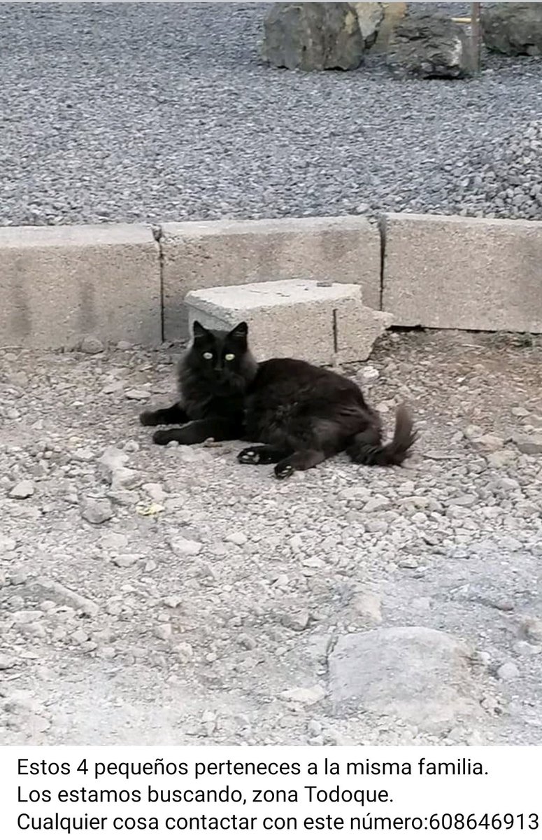 SOSFelina's tweet photo. 🌋‼️URGENTE ERUPCIÓN VOLCÁNICA EN LA PALMA‼️🌋
🐱GATOS PERDIDOS🐱
#erupcionlapalma #ErupcionenLaPalma #erupcionvolcanica #ErupcionVolcanicaLaPalma #VolcandeLaPalma #volcanCumbreVieja #LaPalma https://t.co/JOf4FjiwHq
