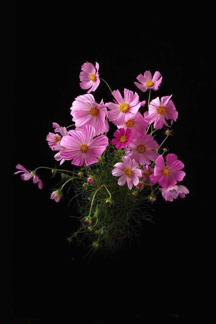 🌼إلى متى نُقيم الليل🌼 حتى تعتاد السماء وأهلها سماع صوتنا فيكون معروفا فيها، حتَّى تُفَتَّحُ أبواب السماء لِدعائنا، حتَّى تعتادحظورنا الملائكه في جوف الليل تتفقد أثرنا إذا ما غِبنا، حتى يستحي الله أن يَرد  دُعائنا، حتى يُعيد الرياح إلى مجراها فترسى بِنا سفينتنا على شاطيء النجاة