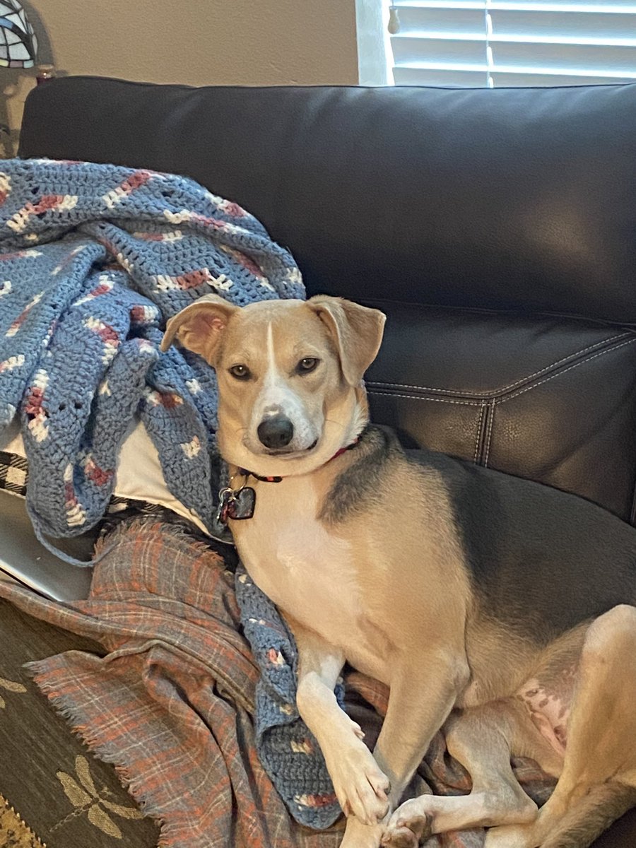 IdGopher's tweet image. 