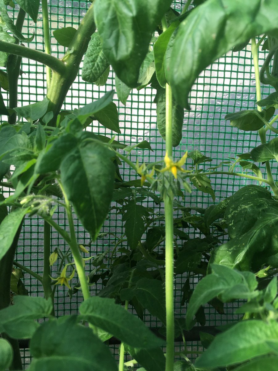 And more flowers are appearing all the time... 😊
🌼🌼🌿🌼🐝☀️💦🌿🍅🍅
#TomatoTuesday #TomatoFlowers #TomatoSeason #GrowingTomatoes #InOurGreenhouse #GardenersDelight #TomatoPlants #Growing #AtNaturesPace #GardenLife #GrowYourOwn #FreshProduce #PlantToPlate #HomeGrownTomatoes