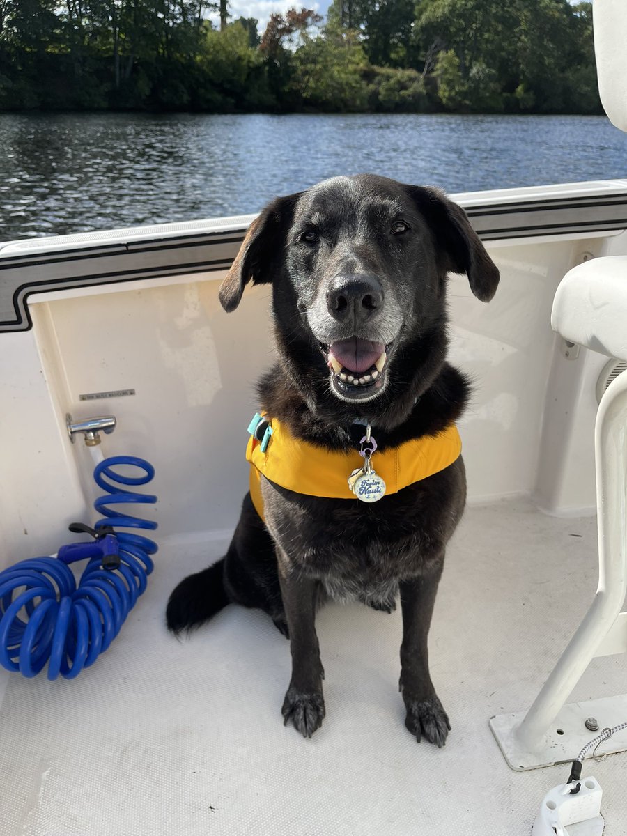 This is how we are spending the #lastdayofsummer ! 🚤💦🧡💛#daisyandrosie #tongueouttuesday 

#dogsoftwitter #boatlife #mutts #livingourbestlife @dogcelebration #rufflife #lovethem #Summer2021 #AdoptDontShop 🐾🐾