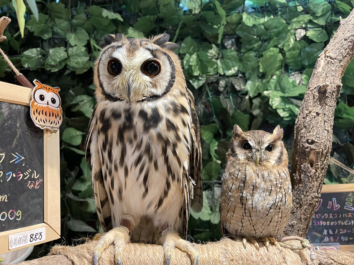 最近仲良しなミィミちゃんとクルミちゃん🥰 #ふくろうカフェ楽園