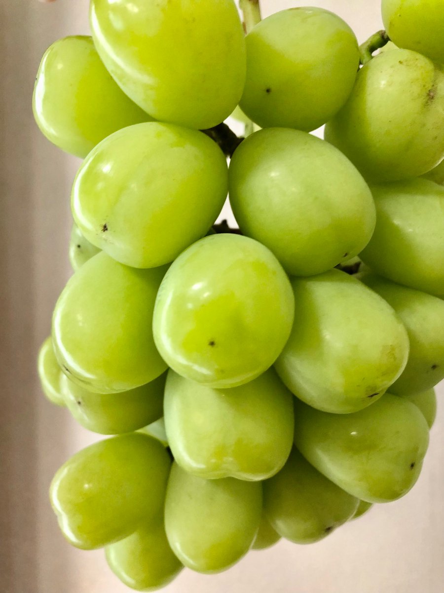 hspfire9's tweet photo. 秋の味覚です😆シャインマスカットを食べました🍇

シャインマスカットはジャムに向かないらしいので、別の加工法がないか考えてます。 https://t.co/weX6dhctkp