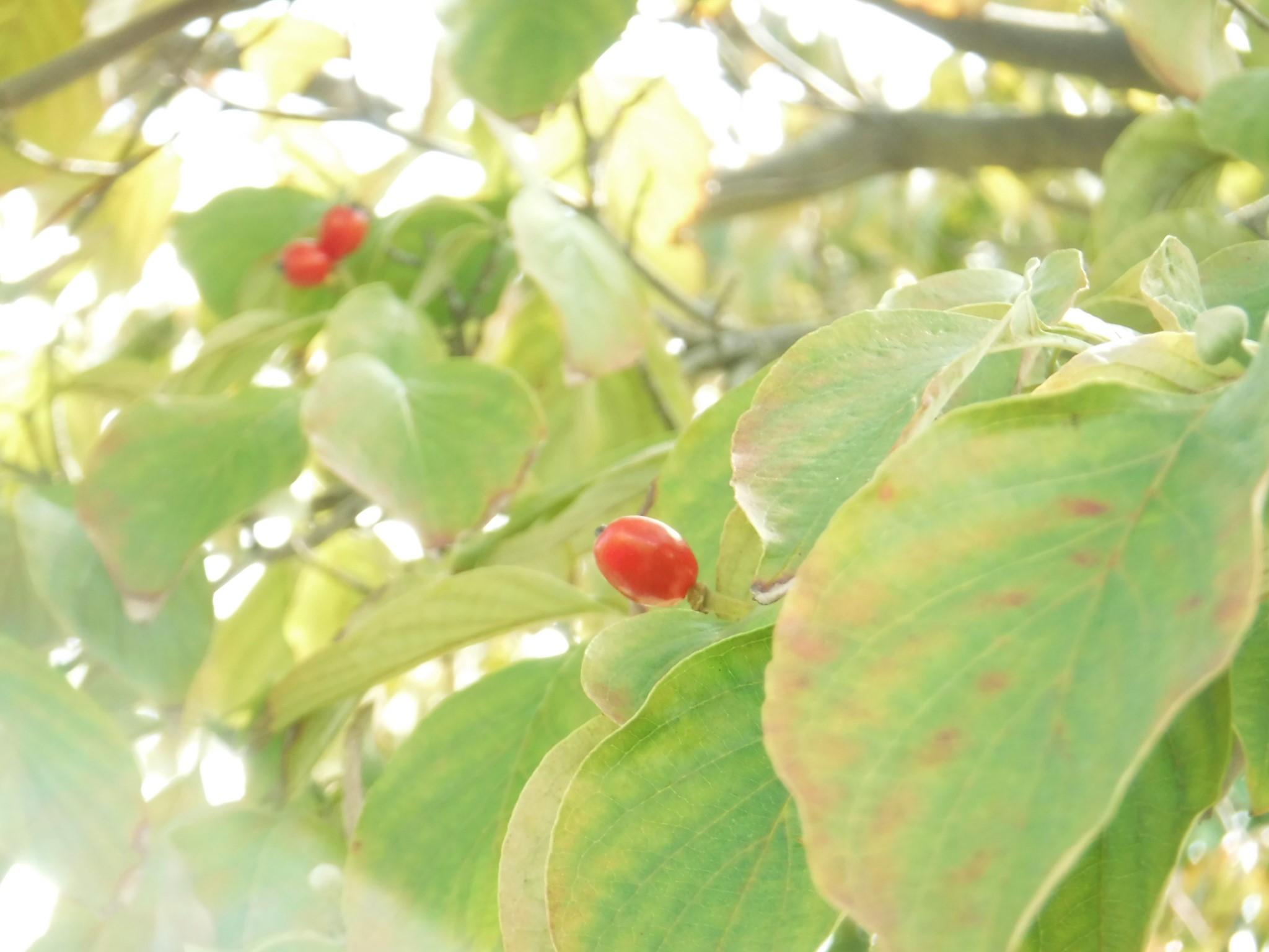 都立篠崎公園 2号地でハナミズキの赤い実がなっています ツヤツヤとして真っ赤な実はとてもきれいです 食用ではないですが 鳥たちはこの実が大好きでよく食べに来ます ハナミズキ 赤い実 篠崎公園 T Co Oyzpl9x0qc Twitter