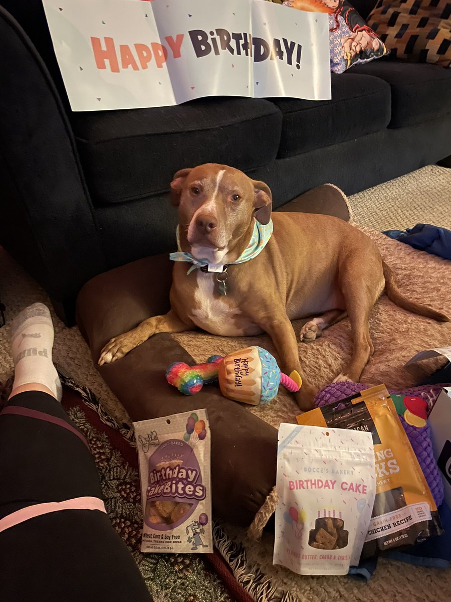 heatherbrickell's tweet photo. Miss Moxxie was so excited to round out her birthday week celebration with her #GoodyBox from @Chewy !!  The birthday cake bites were her second favorite behind the chicken chews!!  #NotSpoiled https://t.co/gAH1quqChq