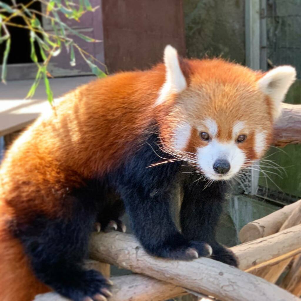 ネパールレッサーパンダ